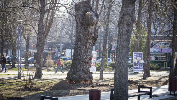 Вырубка деревьев - Sputnik Молдова