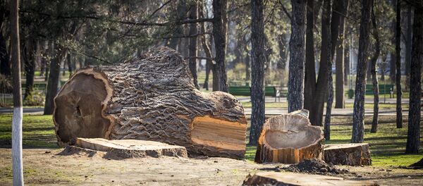 Вырубка деревьев Вырубка деревьев - Sputnik Молдова