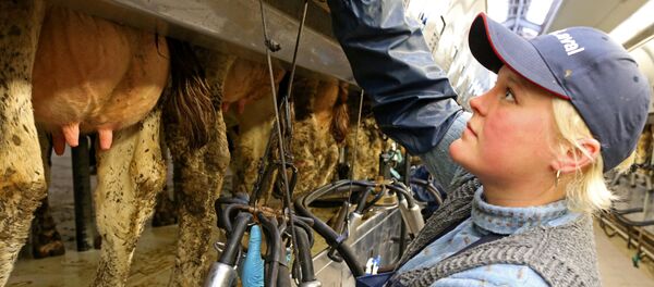 Fermă de vaci - Sputnik Moldova-România