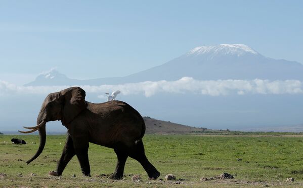 Un elefant se plimbă prin parcul național Amboseli pe fundalul muntelui Kilimanjaro, Kenya - Sputnik Moldova-România