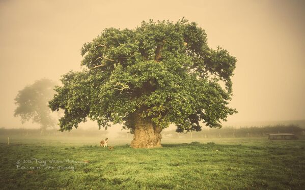 Бриммонский дуб в Уэльсе, занявший второе место в конкурсе European Tree of the Year - Sputnik Молдова
