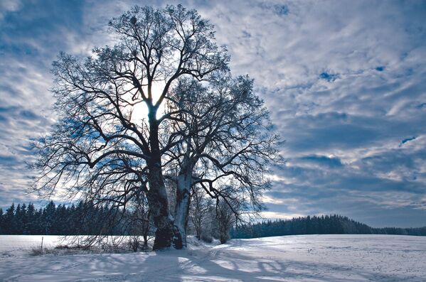 Чешская липа в местечке Липка, занявшая третье место в конкурсе European Tree of the Year - Sputnik Молдова