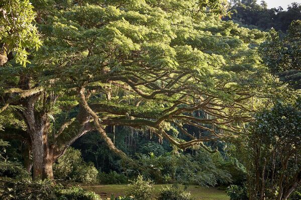 Дождевое дерево (саман) на острове Мартиника, занявшее четвертое место в конкурсе European Tree of the Year - Sputnik Молдова