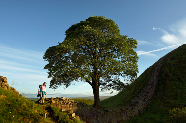 Платан в национальном парке Нортамберленда в Великобритании, вошедший в финальный список в конкурсе European Tree of the Year - Sputnik Молдова