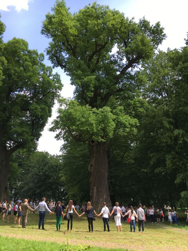 Stejarul polonez Josef, pe primul loc în concursul „European Tree of the Year. - Sputnik Moldova