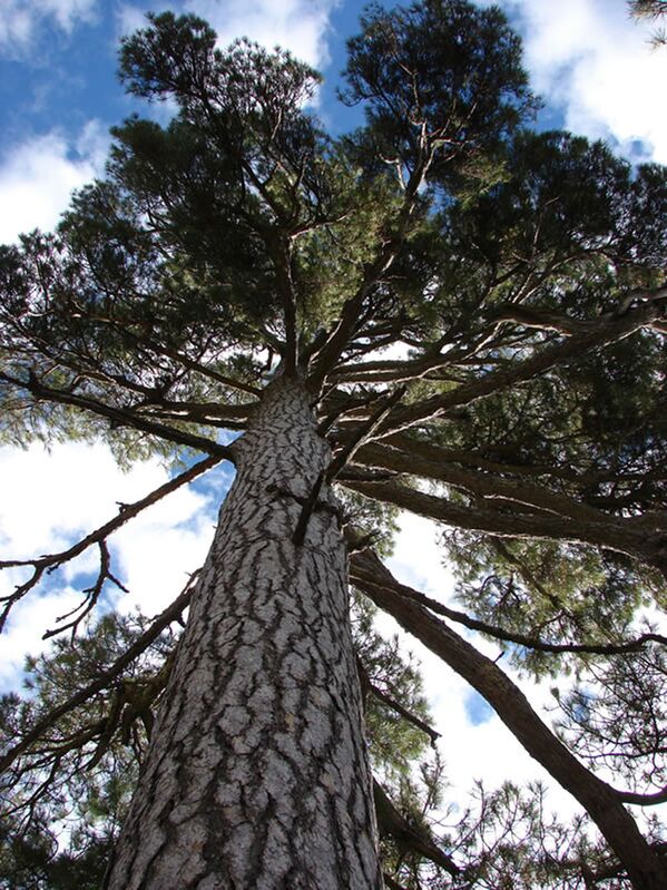 Pinul Aprisquillo din Spania, inclus în lista finală a concursul „European Tree of the Year. - Sputnik Moldova