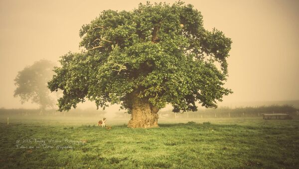 Stejarul Brimmon din Wells care a ocupat locul doi în concursul „European Tree of the Year („Arborele European al Anului”). - Sputnik Moldova