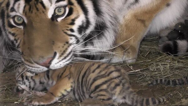 Тигрята в крымском сафари-запарке - Sputnik Молдова