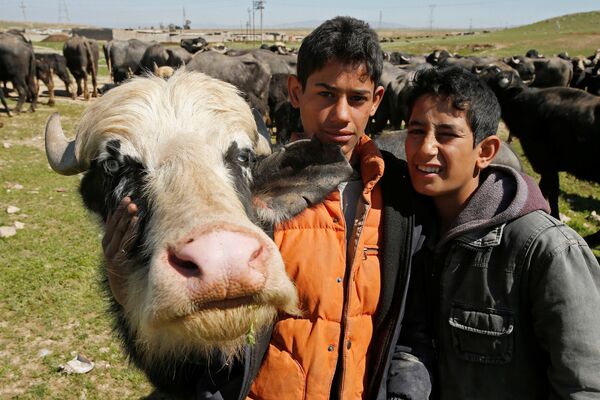 Иракские фермеры из Бадуша, покинувшие свою деревню в результате боевых действий, вернулись за своими буйволами - Sputnik Молдова