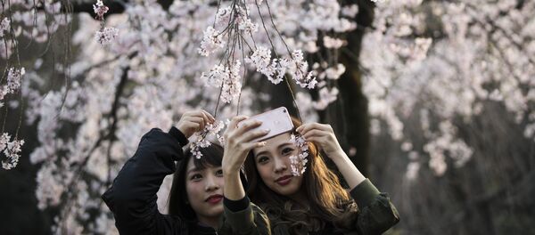 Сакура зацвела в Японии. Архивное фото Сакура зацвела в Японии. Архивное фото - Sputnik Молдова
