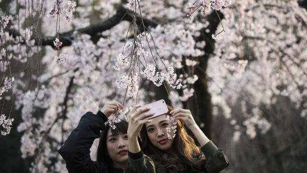 Сакура зацвела в Токио на пять дней раньше обычного под влиянием низкого атмосферного давления, осадков и теплой погоды. Ожидается, что массовое цветение сакуры начнется в парках Японии к началу апреля. На аллеях из сакуры японцы будут устраивать пикники под вишневыми деревьями, веселиться и пить сакэ, встречая весну  - Sputnik Молдова