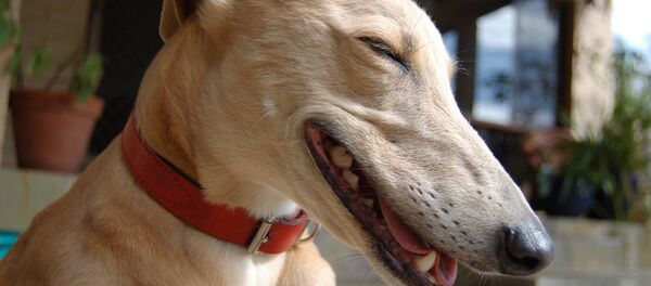 Смеющаяся собака - Sputnik Молдова