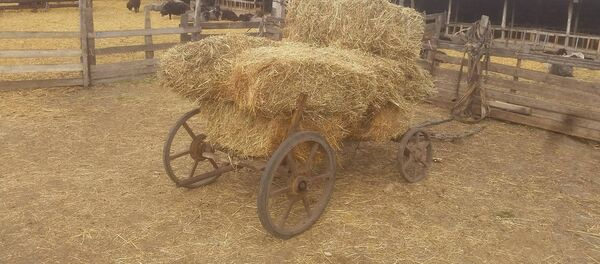 Stână Antiparenting - Sputnik Moldova