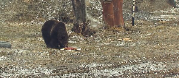Прогноз погоды от косолапых – как в Ярославле гадали с помощью медведей - Sputnik Молдова