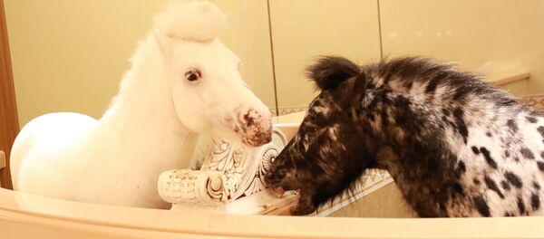 Мрамор, арки и барельефы - как выглядит роскошный музей лошадей в Китае - Sputnik Молдова