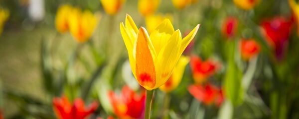 Весна - Sputnik Moldova-România