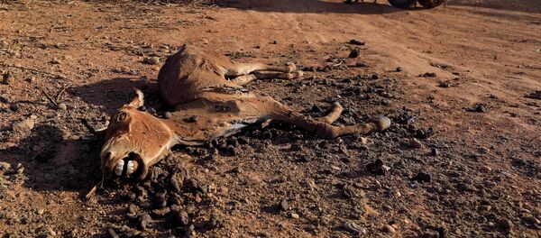Житель одного из районов Сомали, пострадавших от засухи, ищет со своими вещами новое пристанище. На фото - человек тащит тележку мимо тела мертвого осла, погибшего от засухи, неподалеку от временного поселения в Доллоу, Сомали Житель одного из районов Сомали, пострадавших от засухи, ищет со своими вещами новое пристанище. На фото - человек тащит тележку мимо тела мертвого осла, погибшего от засухи, неподалеку от временного поселения в Доллоу, Сомали - Sputnik Moldova-România