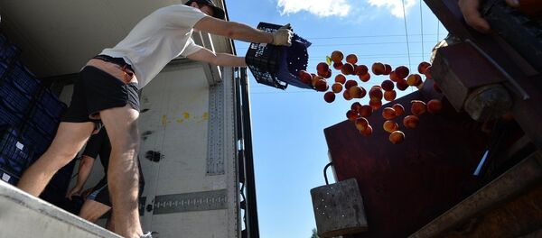 Как в России уничтожают санкционные продукты Как в России уничтожают санкционные продукты - Sputnik Молдова