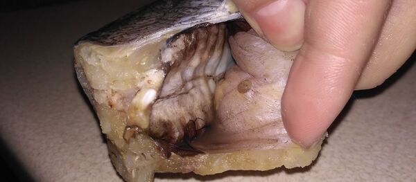 Pește cu paraziți cumpărat la un supermarket din Chișinău - Sputnik Moldova