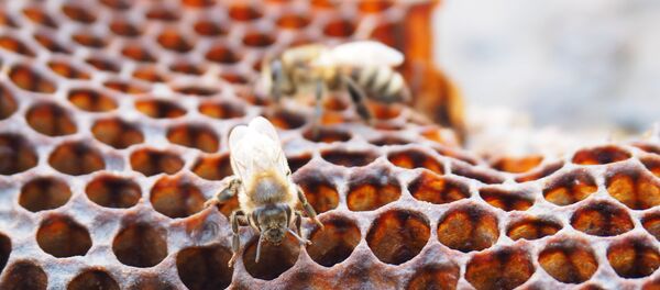 Пчелы Пчелы - Sputnik Молдова