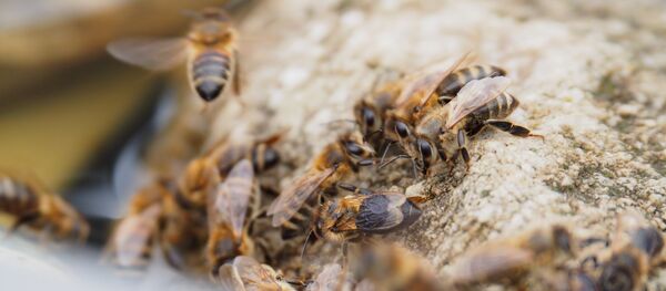 Пчелы - Sputnik Moldova