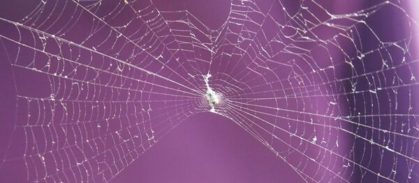 Паутина Паутина - Sputnik Молдова