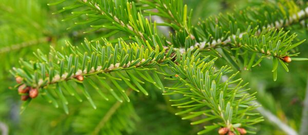 Елка - Sputnik Молдова