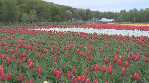 В селе Бардар зацвела самая крупная в Молдове плантация тюльпанов В селе Бардар зацвела самая крупная в Молдове плантация тюльпанов - Sputnik Молдова
