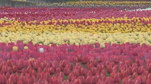 В селе Бардар зацвела самая крупная в Молдове плантация тюльпанов В селе Бардар зацвела самая крупная в Молдове плантация тюльпанов - Sputnik Молдова