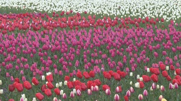 В селе Бардар зацвела самая крупная в Молдове плантация тюльпанов В селе Бардар зацвела самая крупная в Молдове плантация тюльпанов - Sputnik Молдова
