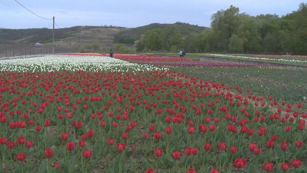 В селе Бардар зацвела самая крупная в Молдове плантация тюльпанов - Sputnik Молдова