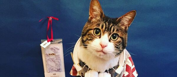 Кот по кличке Маро - Sputnik Молдова