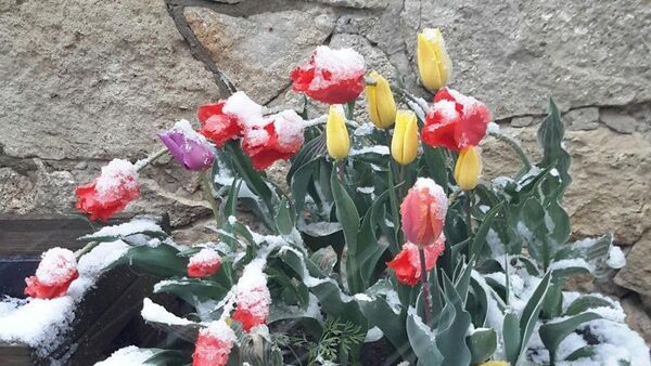 Тюльпаны под снегом - Sputnik Moldova