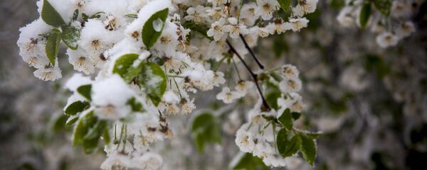 Вишня в снегу - Sputnik Молдова