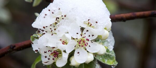 Снег и фруктовое дерево в цвету - Sputnik Молдова