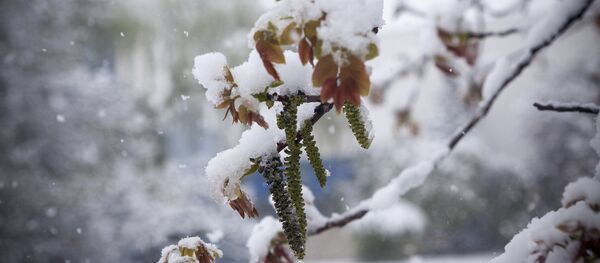 Цветение ореха - Sputnik Moldova