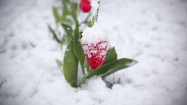 Тюльпаны под снегом - Sputnik Moldova-România