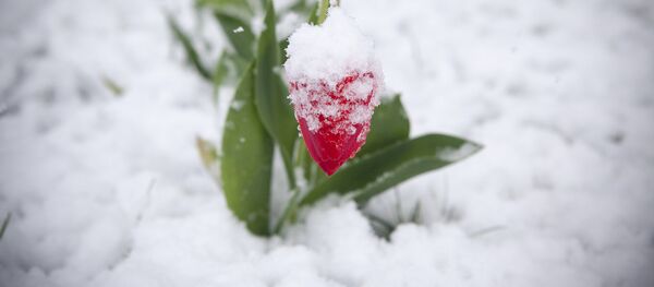 Тюльпаны под снегом - Sputnik Moldova-România