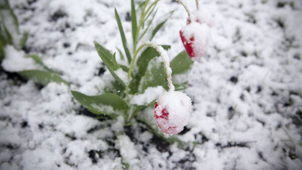 Тюльпаны под снегом - Sputnik Молдова