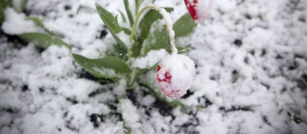 Lalele sub zăpadă, imagine de arhivă - Sputnik Moldova