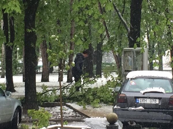 Dorin Chirtoacă adună crengi doborâte de ninsoarea din dimineața de 20 aprilie 2017 Dorin Chirtoacă adună crengi doborâte de ninsoarea din dimineața de 20 aprilie 2017 - Sputnik Moldova