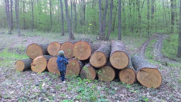Вырубка деревьев в Страшенском районе - Sputnik Молдова