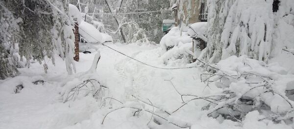 Снегопад в Кишиневе 21.04.2016 Снегопад в Кишиневе 21.04.2016 - Sputnik Молдова