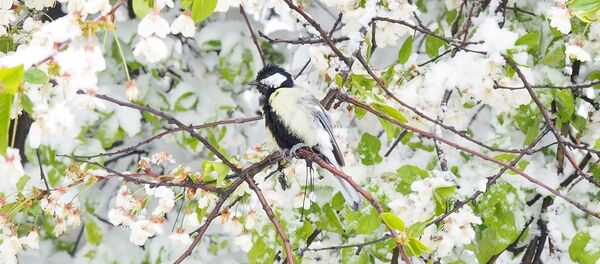 Снегопад в Кишиневе 21.04.2017 - Sputnik Молдова