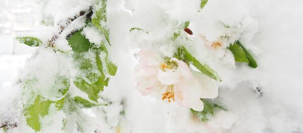 Снегопад в Кишиневе 21.04.2017 Снегопад в Кишиневе 21.04.2017 - Sputnik Moldova