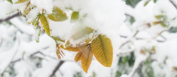 Снегопад в Кишиневе 21.04.2017 - Sputnik Молдова