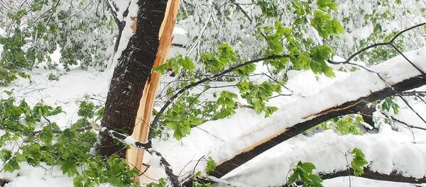 Снегопад в Кишиневе 21.04.2017 Снегопад в Кишиневе 21.04.2017 - Sputnik Moldova