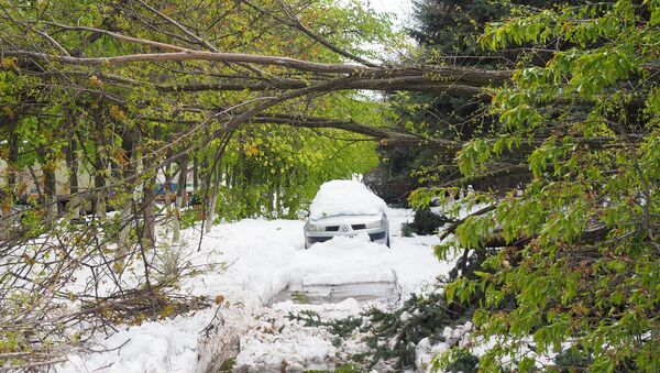 После снегопада Кишинев превратился в кладбище деревьев - Sputnik Молдова