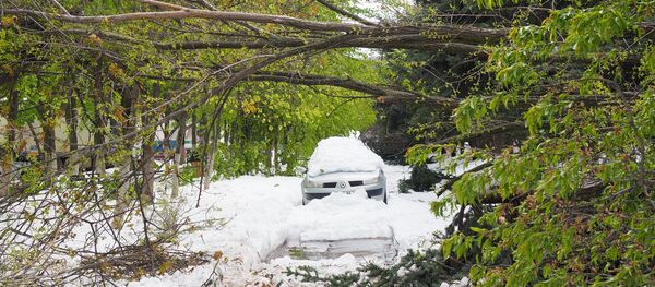 После снегопада Кишинев превратился в кладбище деревьев - Sputnik Молдова