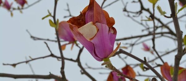 Последствия снегопада в Ботаническом саду в Кишиневе - Sputnik Молдова